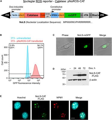 Effects of Hydrogen Peroxide Stress on the Nucleolar Redox Environment and Pre-rRNA Maturation